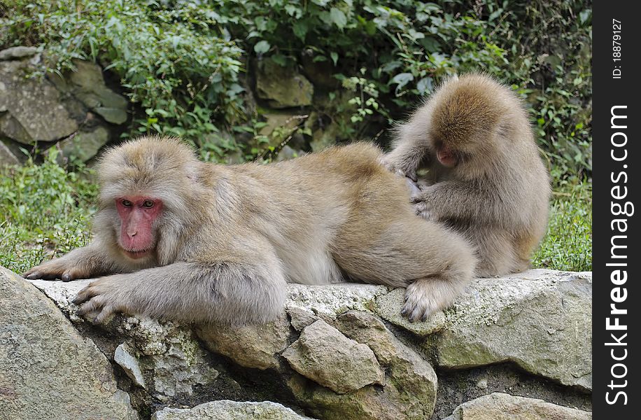 Young Japanese macaque attending to its colleague. Young Japanese macaque attending to its colleague.