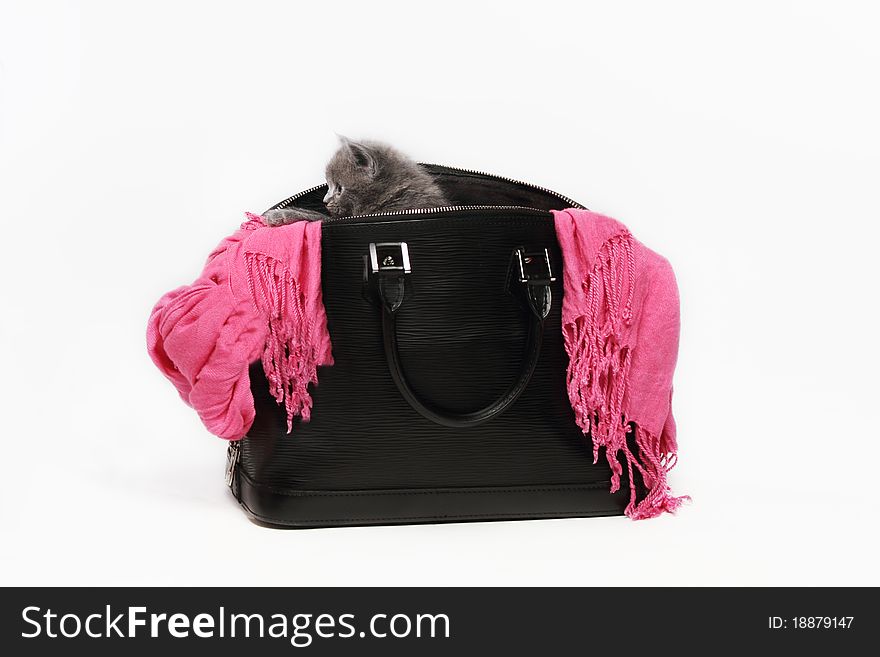 Little british kitten in black bag with pink scarf. Little british kitten in black bag with pink scarf