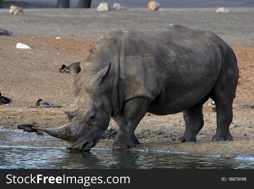 A white rhino drinking from a lake