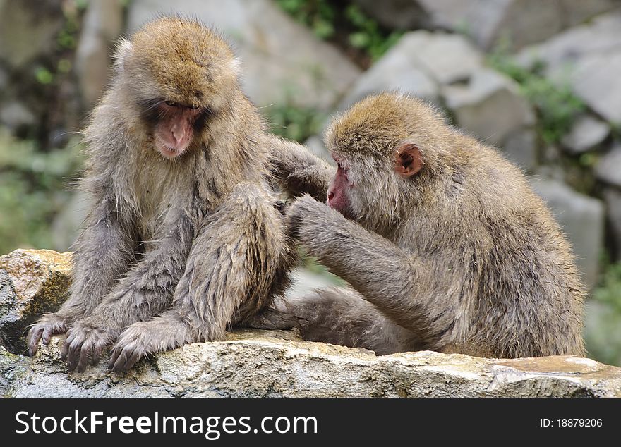 Young Japanese macaque attending to its colleague. Young Japanese macaque attending to its colleague.