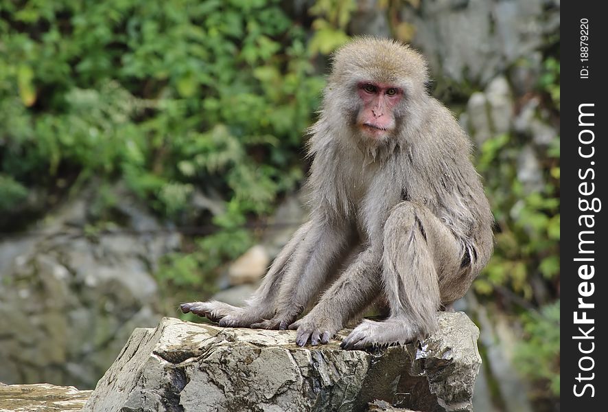 Wet Japanese macaque is getting dry after bathing in hot spring water. Wet Japanese macaque is getting dry after bathing in hot spring water.