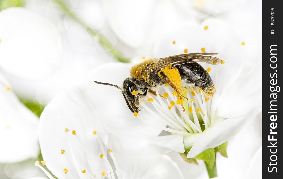 Bee Pollinated A Flower