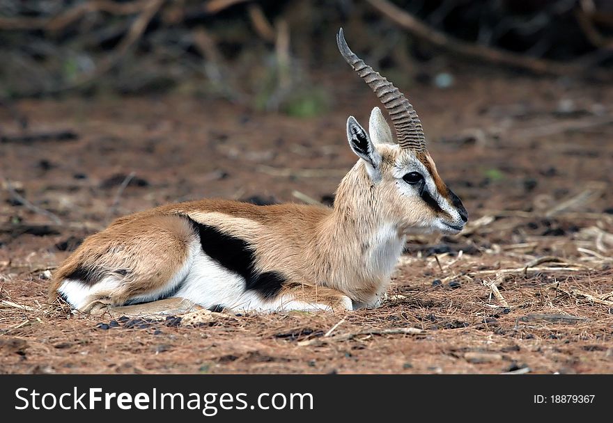 A Gazelle seating on the ground