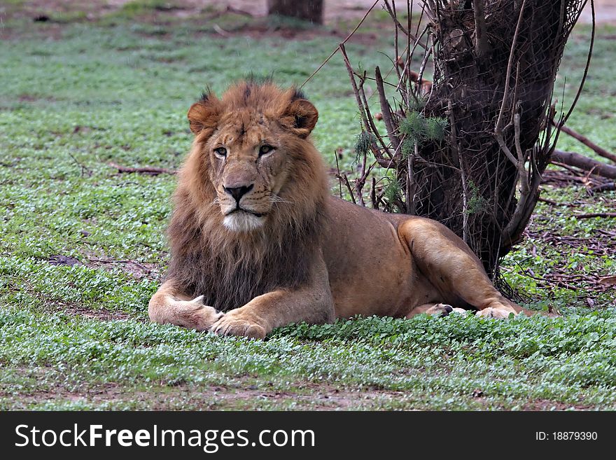 A lion seating on the grass