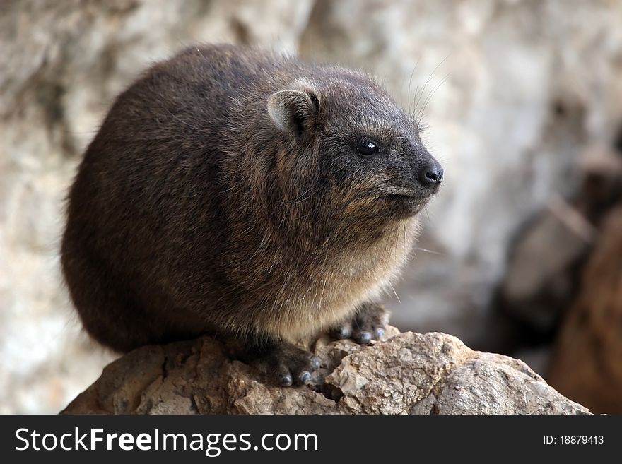 A Rock Hyrax posing on a rock