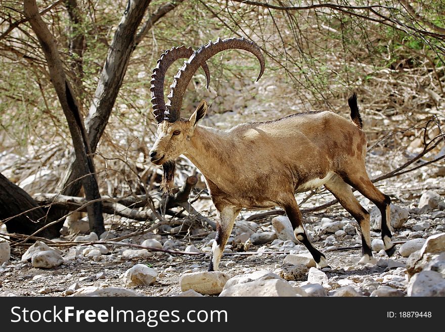 A Nubian Ibex in the Israeli desert