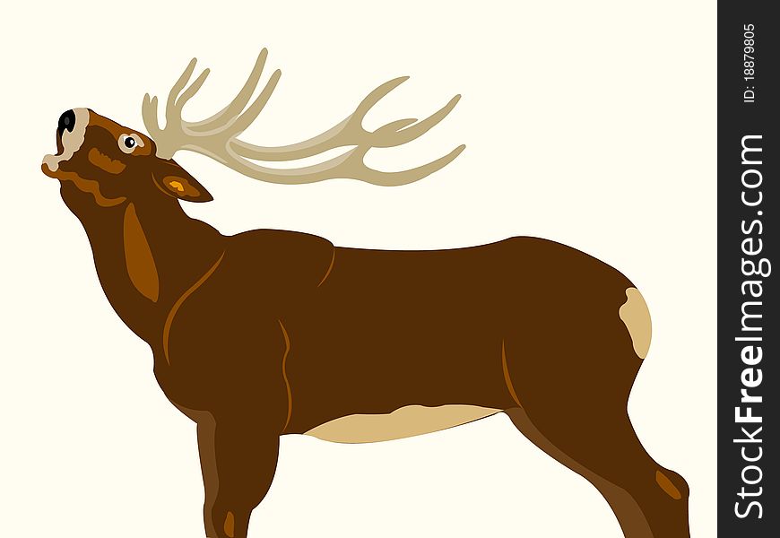 Wild Deer With Horn