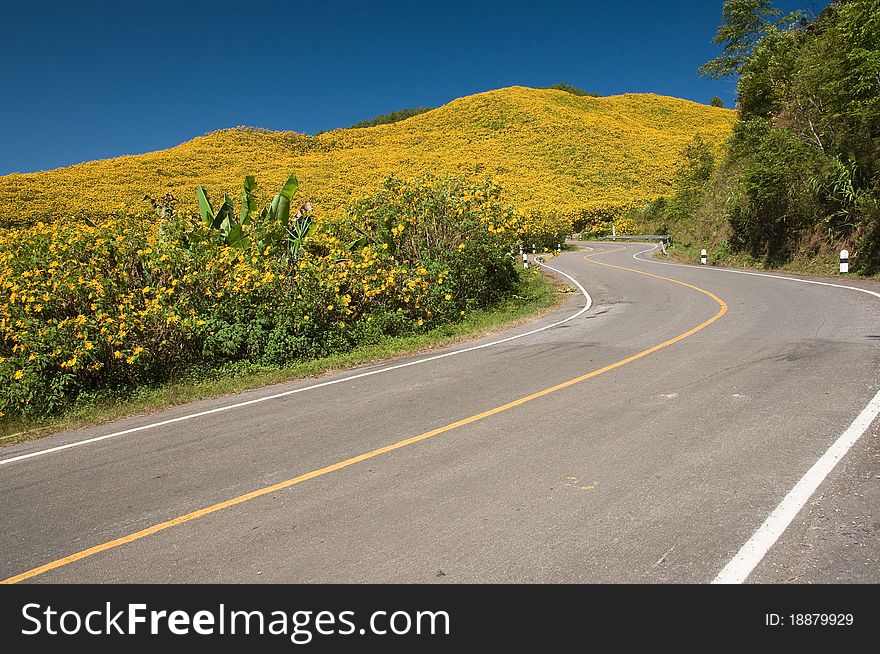 The road to yellow flower mountain at Mae Hong Son province Thailand