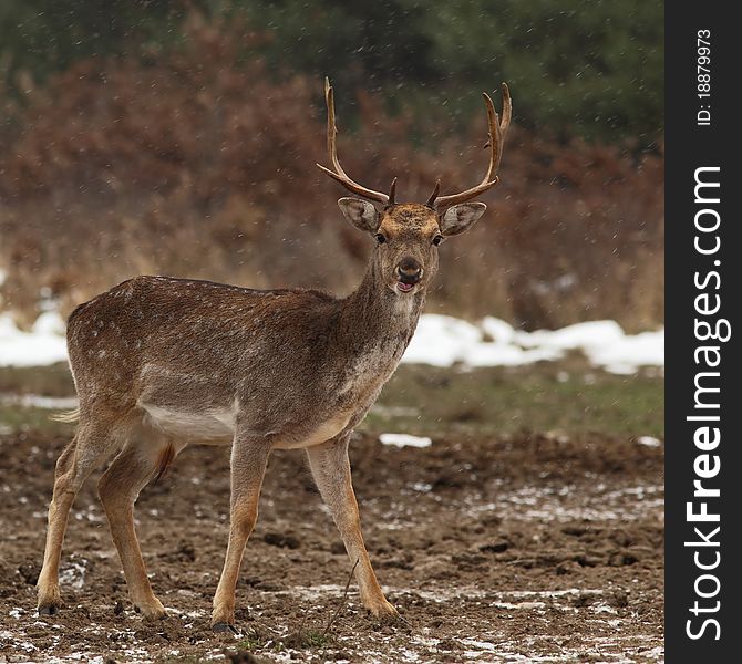 Fallow buck (Dama dama) in snowfall , on a clearing. Fallow buck (Dama dama) in snowfall , on a clearing