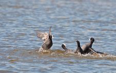 The Battle Of The Coots Royalty Free Stock Photography The Battle Of The Coots Royalty Free Stock Photography