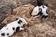 Piglets Stock Photos Piglets Stock Photos