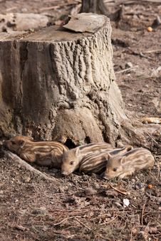 Piglets Royalty Free Stock Photo Piglets Royalty Free Stock Photo