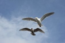 Two Seagulls Flying Stock Photo