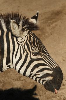 Zebra Sticking Out Its Tongue Stock Photography Zebra Sticking Out Its Tongue Stock Photography