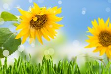 Sunflowers Royalty Free Stock Photos Sunflowers Royalty Free Stock Photos