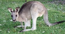 Kangaroo Royalty Free Stock Photo
