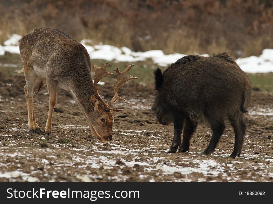 Hungry Fallow Buck