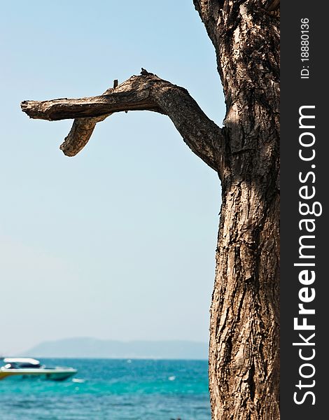 Dead tree on the sea beach background