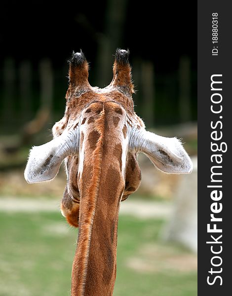 Back of the head of a giraffe