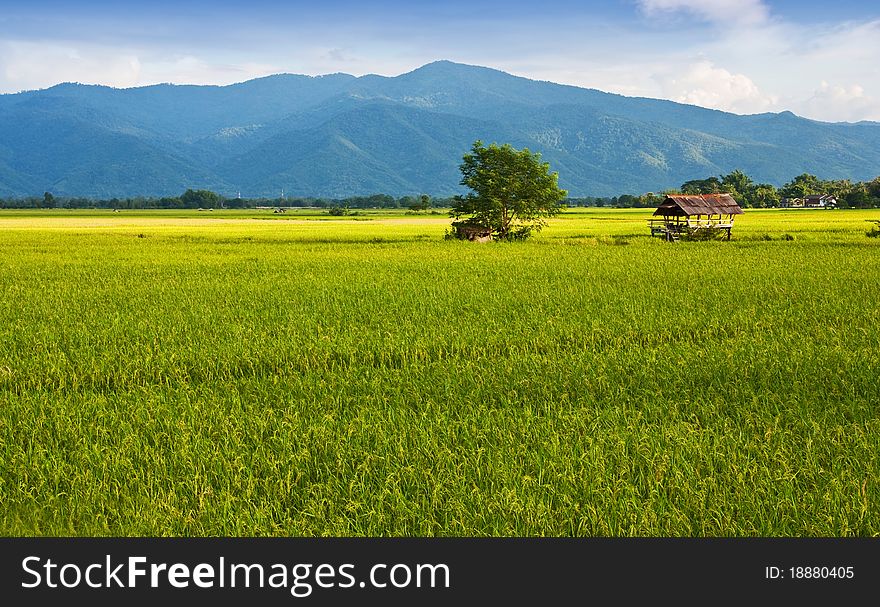 Green rice farm against mountain in Thailand