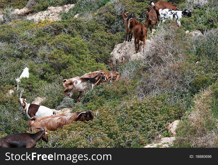 Group wild of goat animals at Akamas area in Paphos, Cyprus. Group wild of goat animals at Akamas area in Paphos, Cyprus