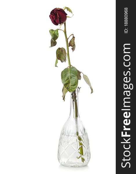 Dry red flower in glass decanter with water. Isolated over white background. Dry red flower in glass decanter with water. Isolated over white background