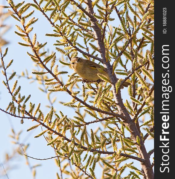 A Chiffchaff (Phylloscopus collybita) perches on the twigs of a blooming tree in early spring. A Chiffchaff (Phylloscopus collybita) perches on the twigs of a blooming tree in early spring.
