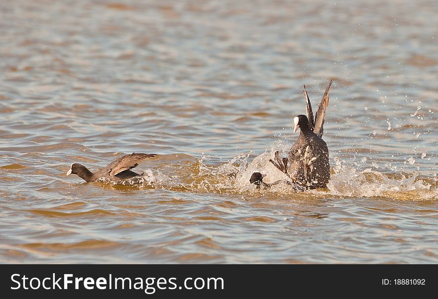 Two Coots (Fulica atra) fight fiercely for the defense of the territory in Llobregat nature reserve, northeastern Spain. Two Coots (Fulica atra) fight fiercely for the defense of the territory in Llobregat nature reserve, northeastern Spain.