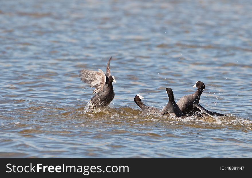 Two couple of Coots (Fulica atra) fight fiercely for the defense of the territory in Llobregat nature reserve, northeastern Spain. Two couple of Coots (Fulica atra) fight fiercely for the defense of the territory in Llobregat nature reserve, northeastern Spain.