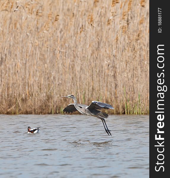A Grey Heron lands softly on the surface of a lagoon of the Llobregat nature reserve in northeast Spain. A Grey Heron lands softly on the surface of a lagoon of the Llobregat nature reserve in northeast Spain.