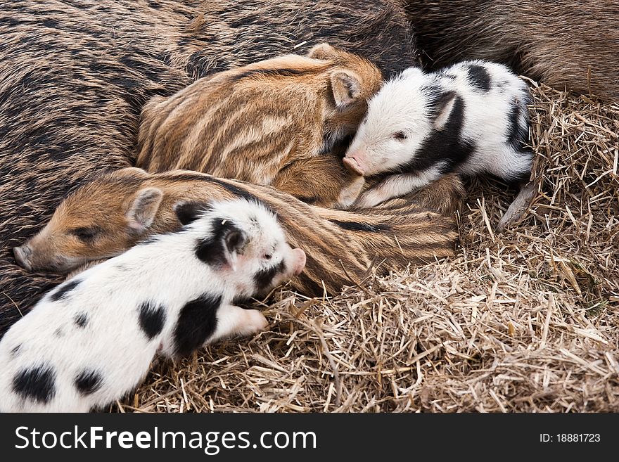 Five wild young pigs togehter. Five wild young pigs togehter