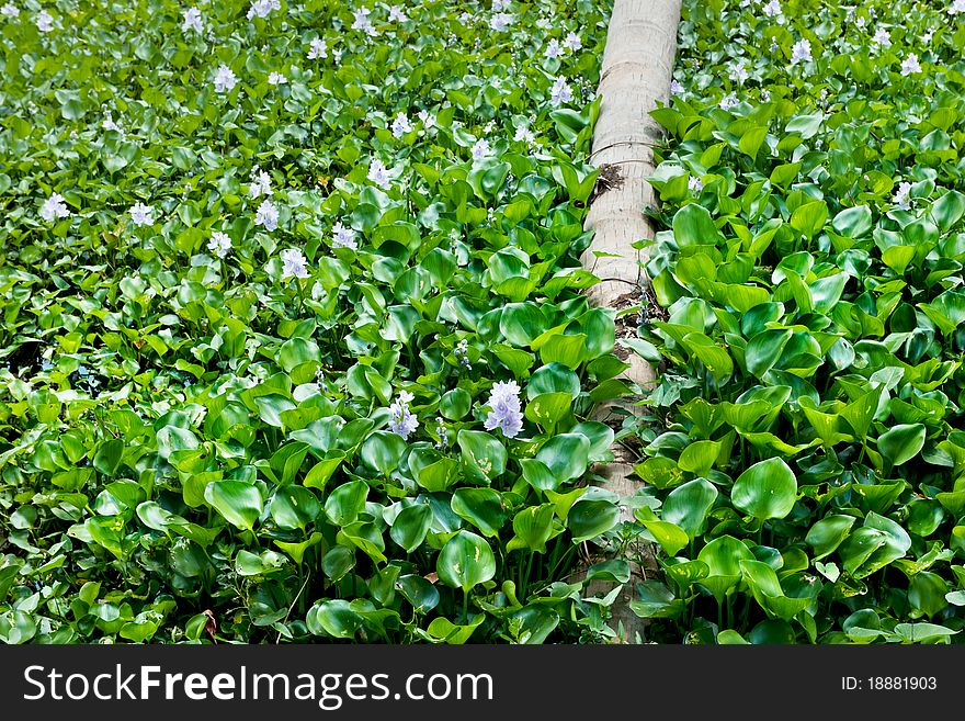 Beautiful purple flowers and green leaves of water hyacinth