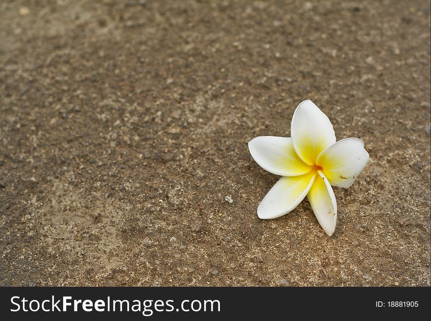Plumeria flowers fall on the concrete floor in the summer. Plumeria flowers fall on the concrete floor in the summer