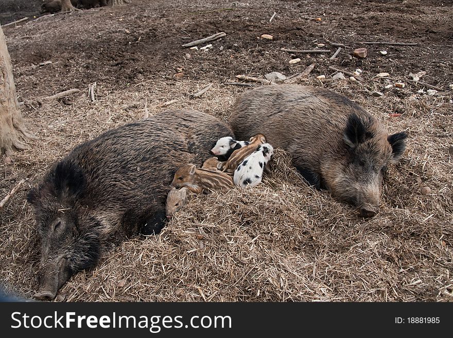 Wild boar family with porkers