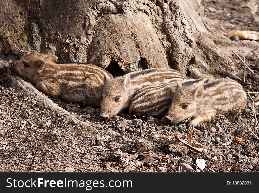 Four wild young pigs togehter. Four wild young pigs togehter