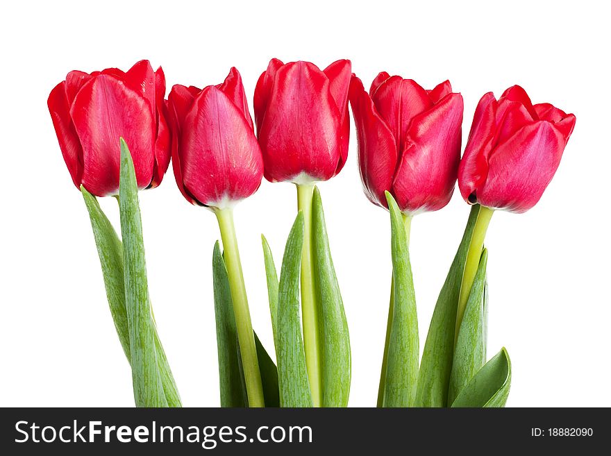 Five fresh red tulip isolated over white background. Five fresh red tulip isolated over white background