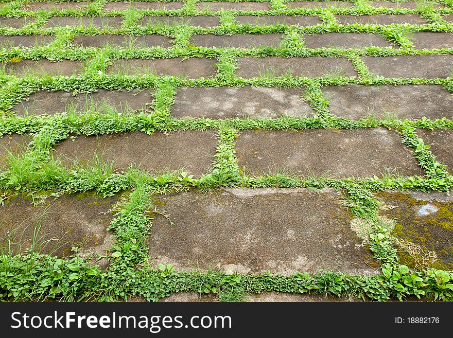 Perspective Walkway and grass In the space of cement sheet