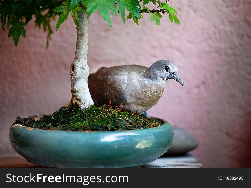 Bird In A Bonsai Pot