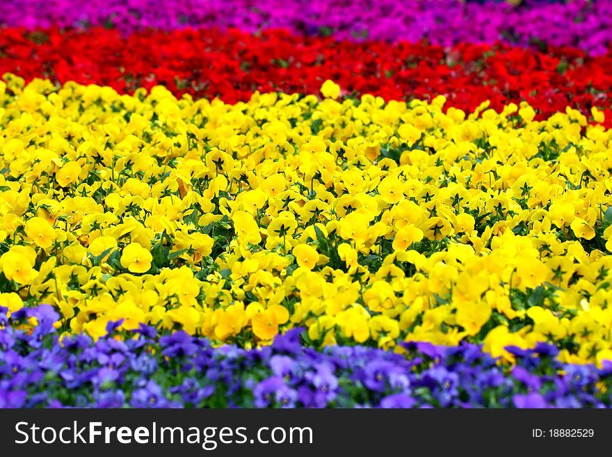 It is a colourful flowers background in spring time. It is a colourful flowers background in spring time.