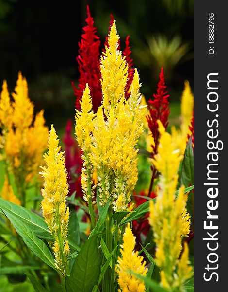 Tropical yellow and red flower blossom garden in Thailand. Tropical yellow and red flower blossom garden in Thailand