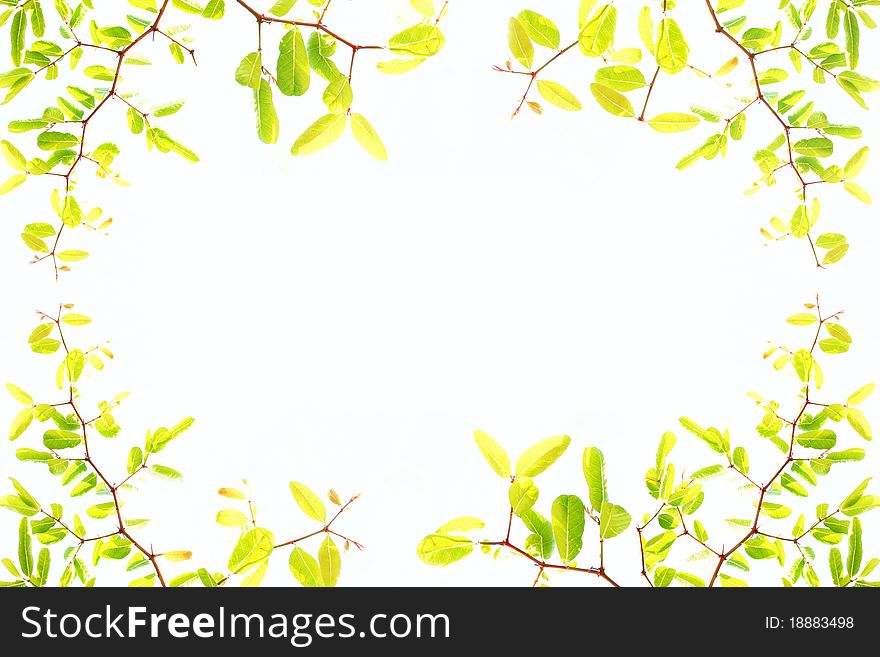 Green leaf frame with space for any text