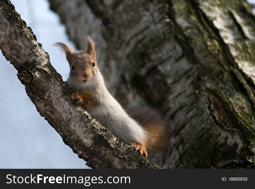 The squirrel scaredly looks at the photographer. The squirrel scaredly looks at the photographer