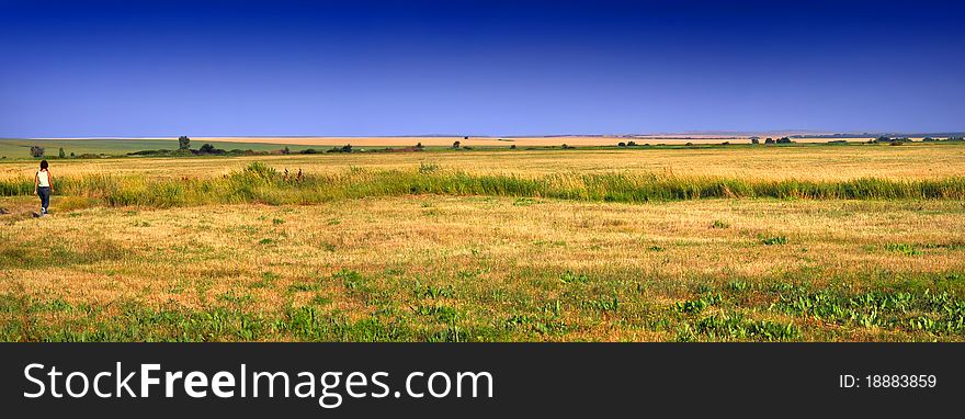 Gold Field Panoramic