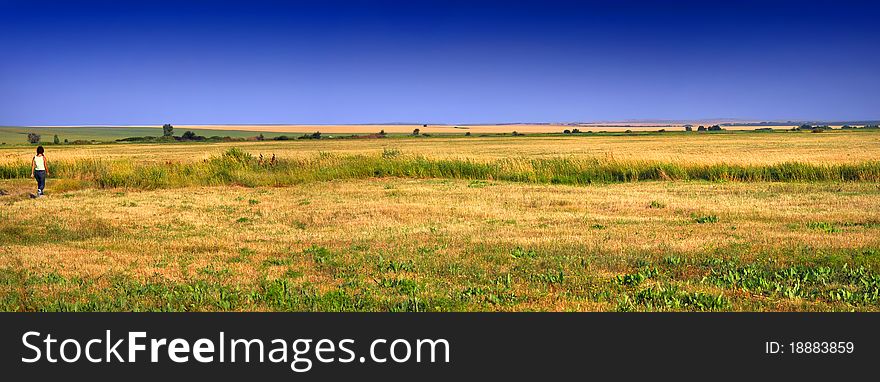 Russian Yellow field blue sky. Russian Yellow field blue sky