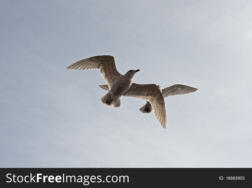 Two Seagulls Flying