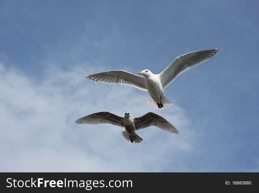 Two seagulls flying free above sea