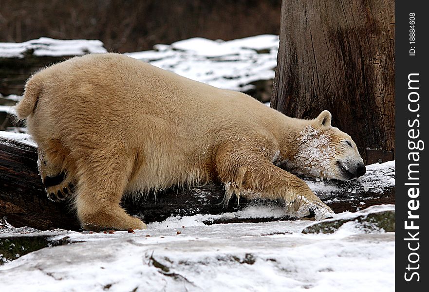 An icebear that ist laying on some wood. An icebear that ist laying on some wood