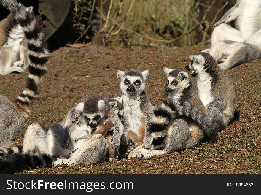 Animals: Group of ring-tailed lemurs with baby's