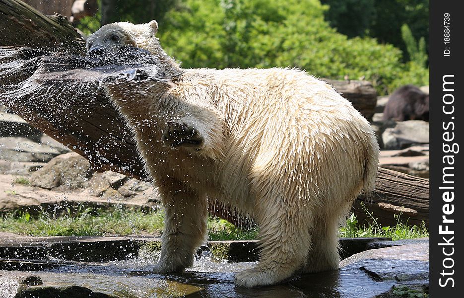 An icebear playing with water. An icebear playing with water