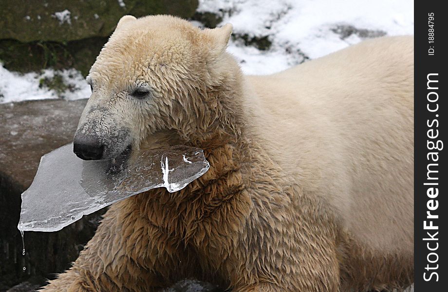 An icebaer playing with a piece of ice. An icebaer playing with a piece of ice